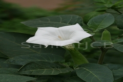 Datura metel